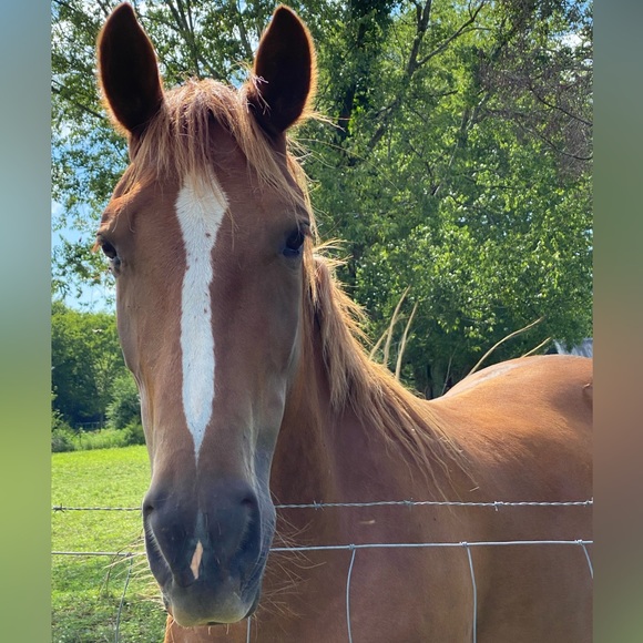 Meet your Posher, Amy - Picture 6 of 16